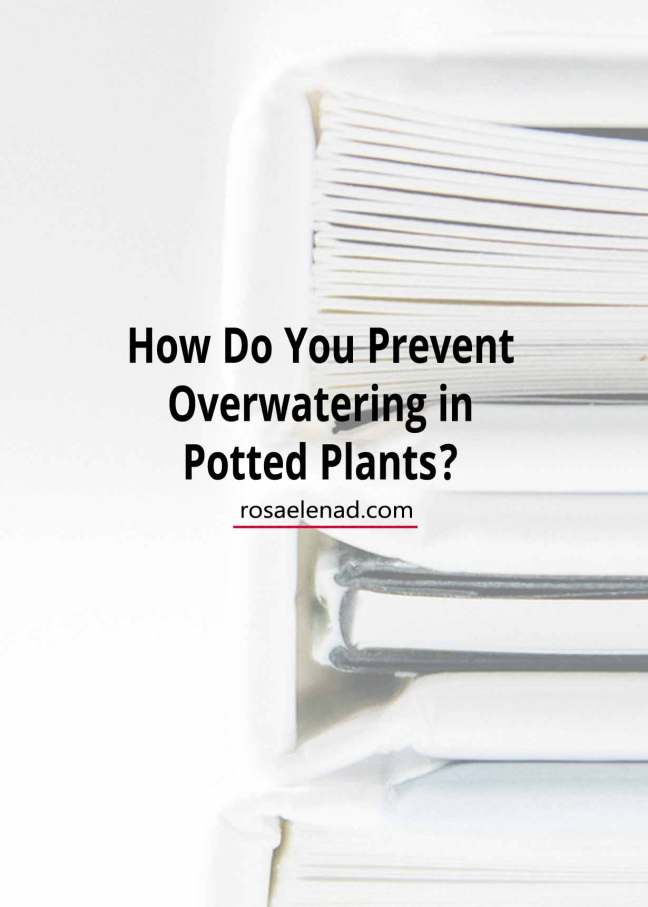 How Do You Prevent Overwatering in Potted Plants