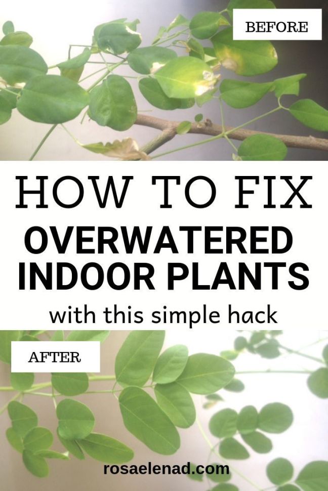 How Do You Prevent Overwatering in Potted Plants
